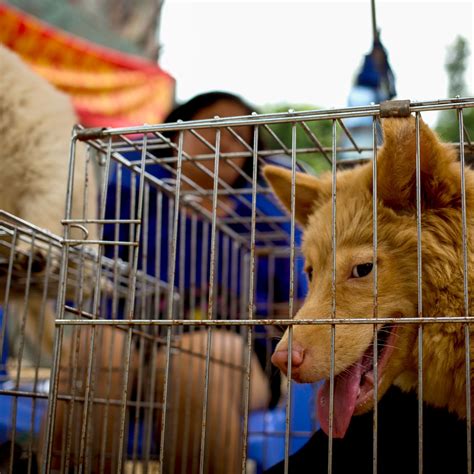 how many dogs are eaten in china a year